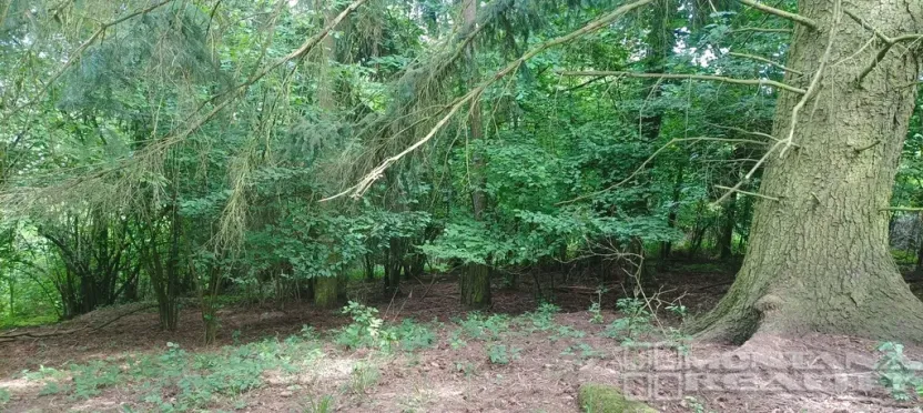 Prodej lesa, Městečko Trnávka - Lázy, 42338 m2