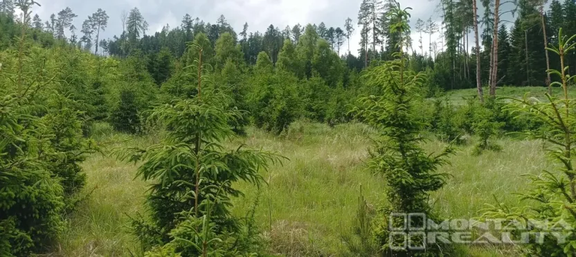 Prodej lesa, Městečko Trnávka - Lázy, 42338 m2