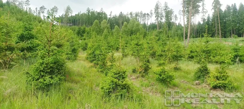 Prodej lesa, Městečko Trnávka - Lázy, 42338 m2