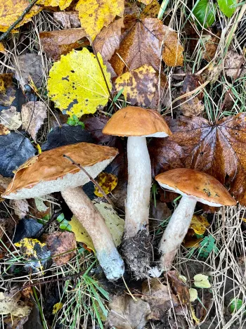 Prodej chalupy, Bílá, 100 m2