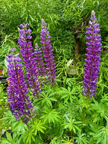 Prodej chalupy, Bílá, 100 m2