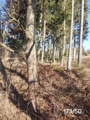 Prodej lesa, Kámen, 20509 m2