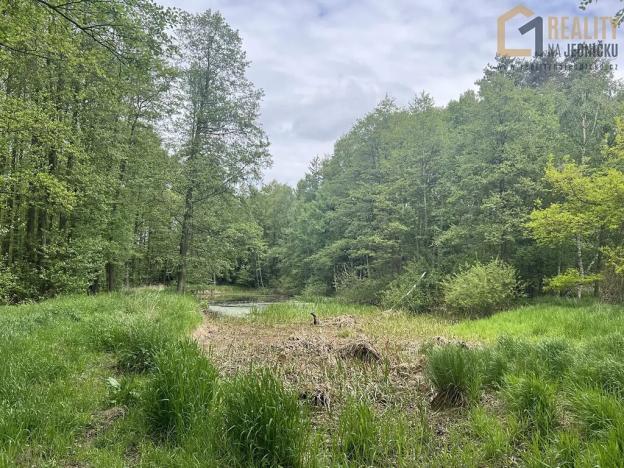 Prodej lesa, Lodhéřov, 8015 m2