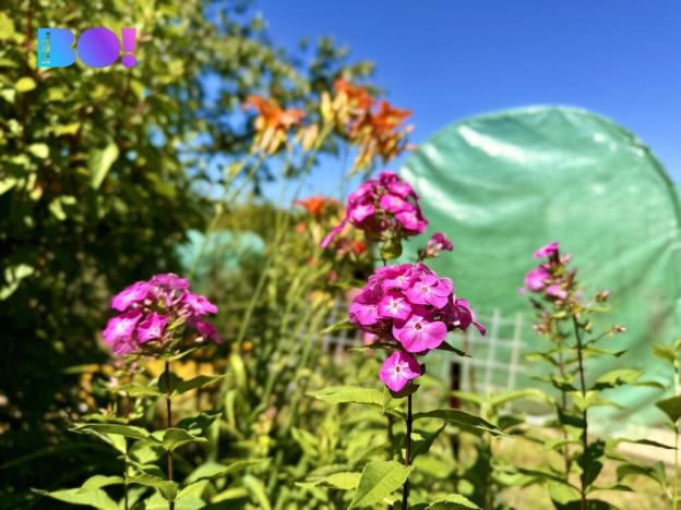 Prodej zahrady, Karviná, 163 m2