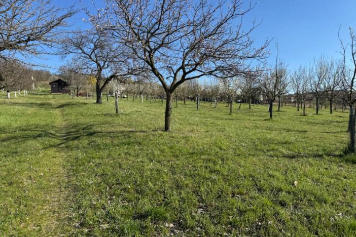 Prodej sadu/vinice, Strážnice, 4353 m2