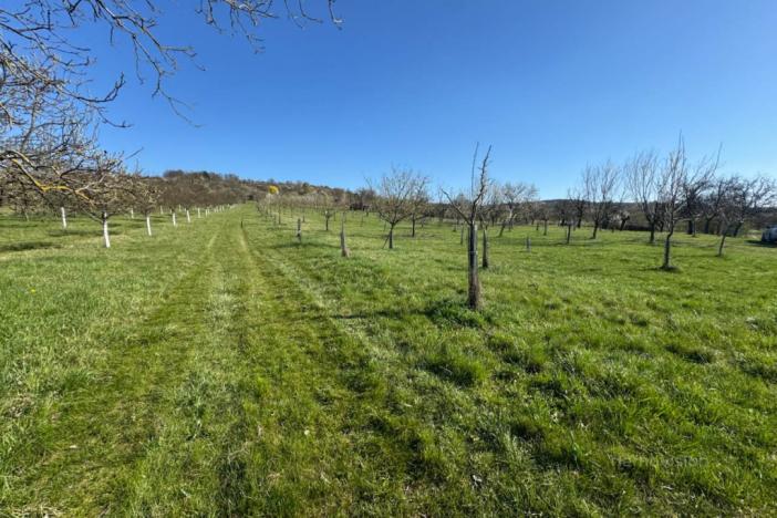 Prodej sadu/vinice, Strážnice, 4353 m2