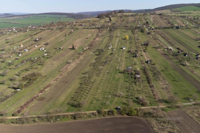 Prodej sadu/vinice, Strážnice, 4353 m2