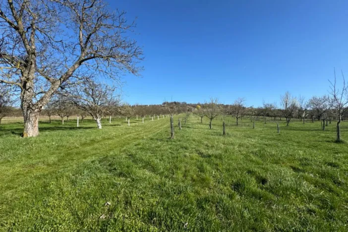 Prodej sadu/vinice, Strážnice, 4353 m2