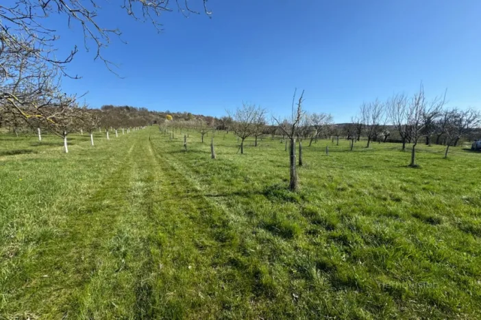 Prodej sadu/vinice, Strážnice, 4353 m2