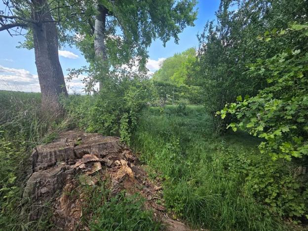 Prodej lesa, Cvrčovice, 4746 m2