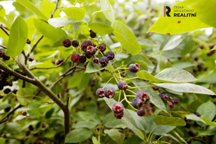 Prodej rodinného domu, Podbořany, Švermova, 157 m2