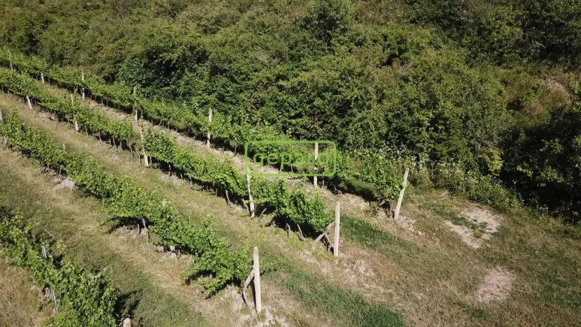 Prodej sadu/vinice, Starovice, 2166 m2