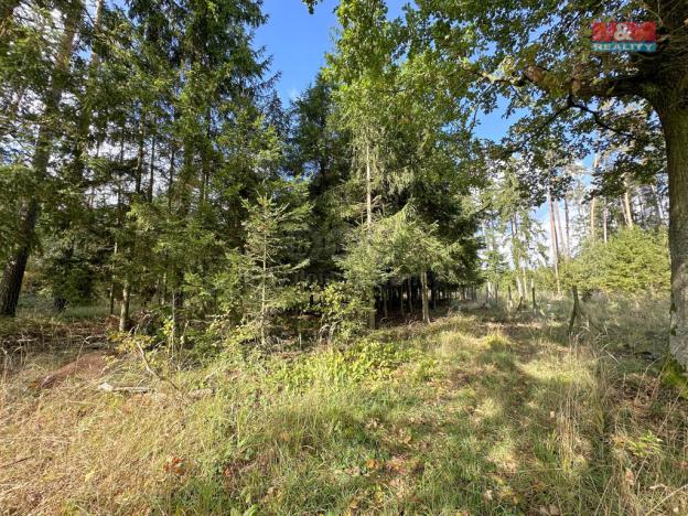 Prodej lesa, Trubín, 62499 m2