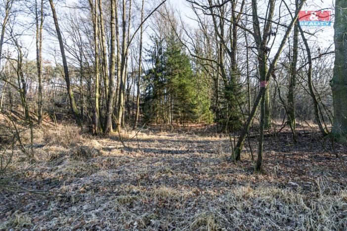 Prodej lesa, Horšovský Týn, 685 m2