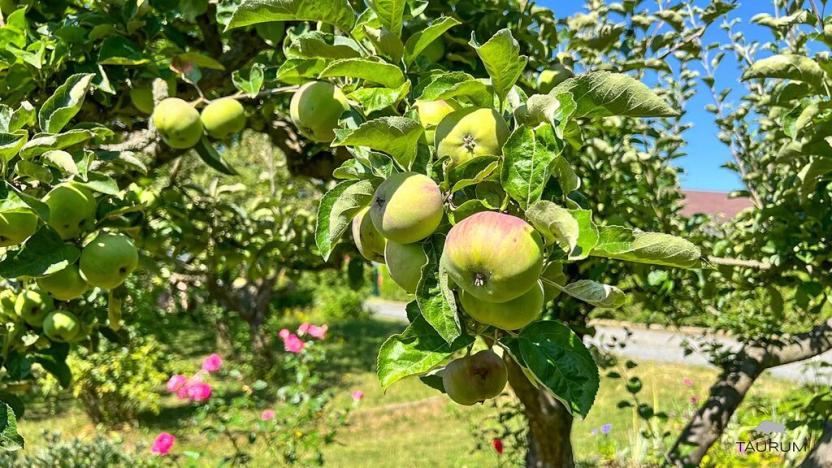 Prodej zahrady, Plzeň, 453 m2