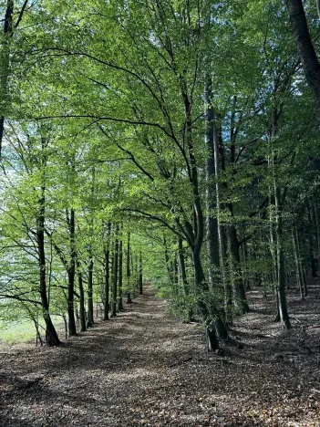 Prodej lesa, Zvole, 1730 m2