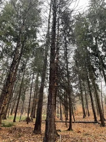 Prodej lesa, Velká Polom, 4640 m2