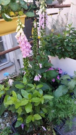 Prodej činžovního domu, Pardubice - Pardubice-Staré Město, Pernštýnská, 209 m2