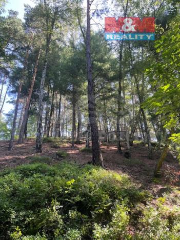 Prodej lesa, Mírová pod Kozákovem - Sekerkovy Loučky, 5461 m2