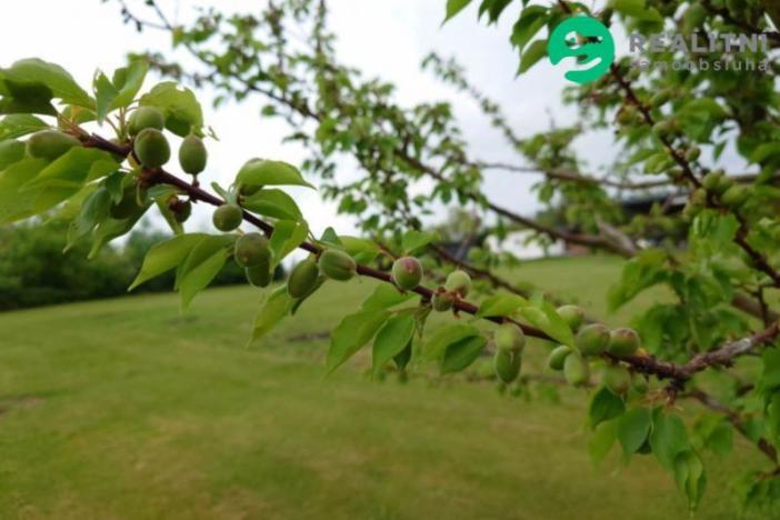 Prodej pozemku pro bydlení, Jivno, 5829 m2