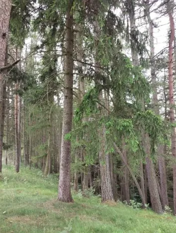 Prodej lesa, Nejdek, 10928 m2