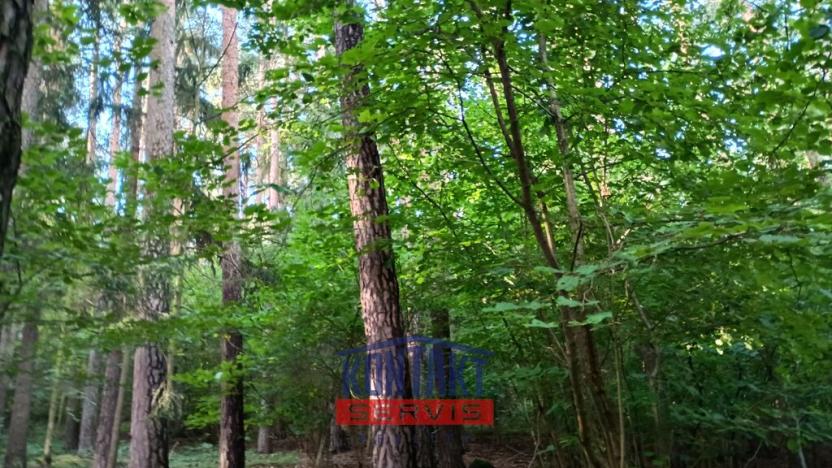 Prodej lesa, Hracholusky - Žitná, 6862 m2