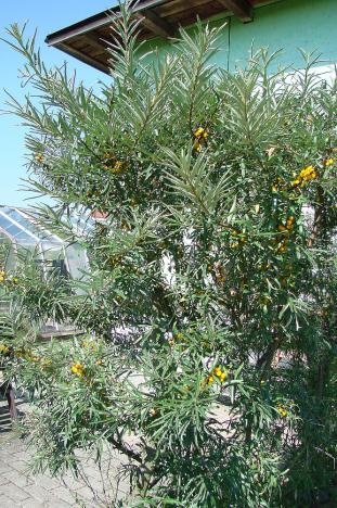 Prodej chaty, Ostrava, Špillarova, 32 m2