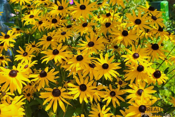 Prodej zahrady, Moravský Krumlov, 756 m2