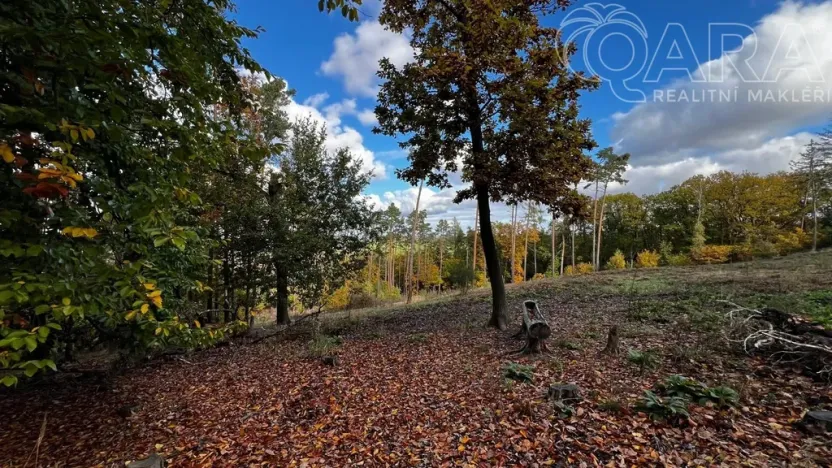Prodej lesa, Štěchovice, 8586 m2
