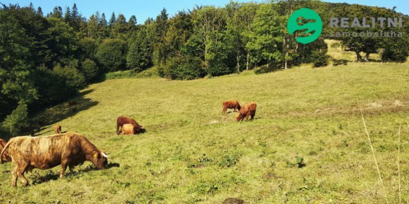 Prodej komerčního pozemku, Košařiska, 4998 m2