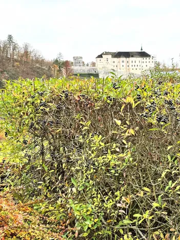 Prodej vily, Český Šternberk, 962 m2