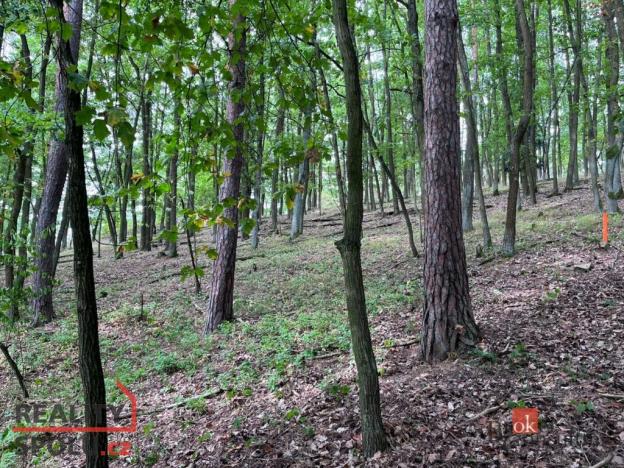 Prodej lesa, Lomnička, 8887 m2