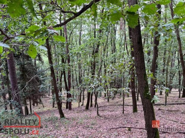 Prodej lesa, Lomnička, 8887 m2