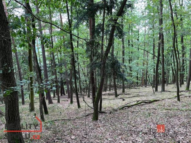 Prodej lesa, Lomnička, 8887 m2