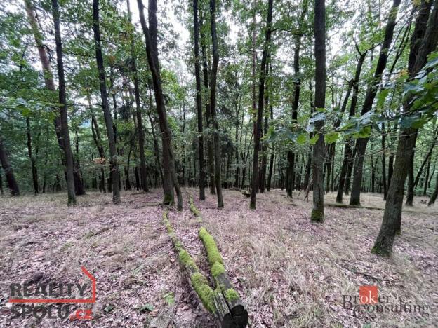 Prodej lesa, Lomnička, 8887 m2