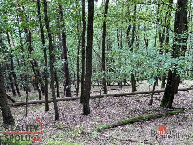 Prodej lesa, Lomnička, 8887 m2