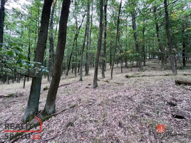 Prodej lesa, Lomnička, 8887 m2