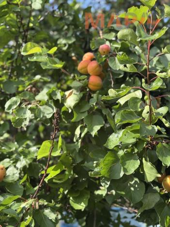 Prodej zahrady, Chomutov, Dukelská, 389 m2