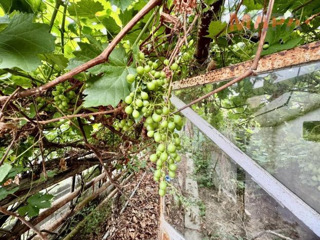 Prodej zahrady, Chomutov, Dukelská, 389 m2