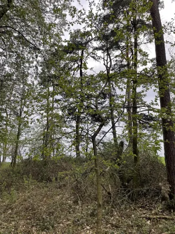 Prodej lesa, Hradiště, 5650 m2