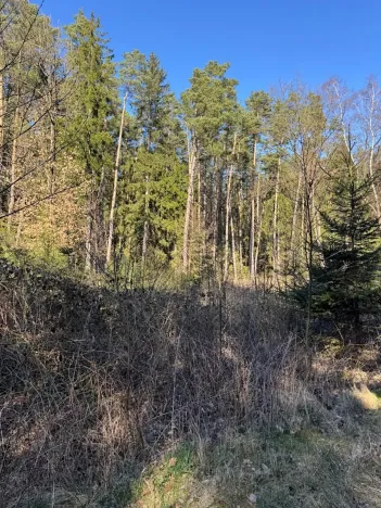 Prodej lesa, Sedlečko u Soběslavě, 6708 m2