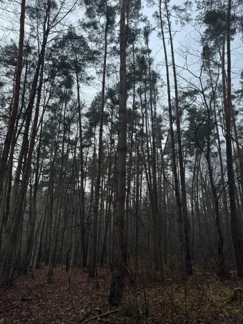 Prodej podílu lesa, Břehy, 5148 m2