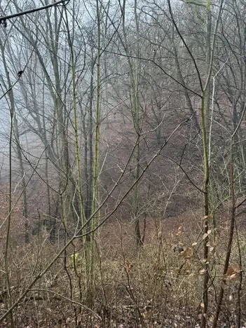 Prodej podílu lesa, Ústí nad Labem, 1184 m2