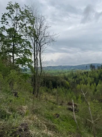 Prodej lesa, Bukovina u Čisté, 12070 m2