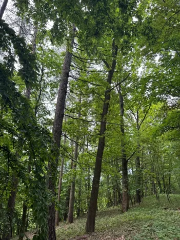 Prodej lesa, Heřmanice, 11566 m2