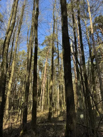 Prodej lesa, Vlastiboř, 3495 m2