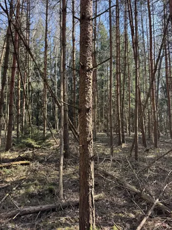 Prodej lesa, Vlastiboř, 3495 m2