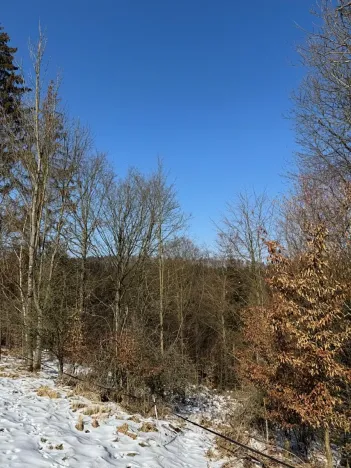 Prodej lesa, Zborov, 6700 m2