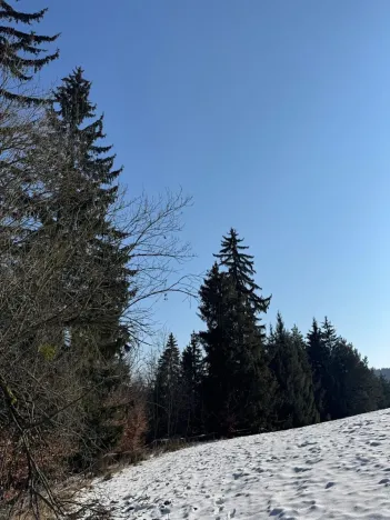 Prodej lesa, Zborov, 6700 m2