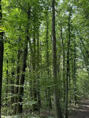 Prodej podílu lesa, Pardubice, 9649 m2